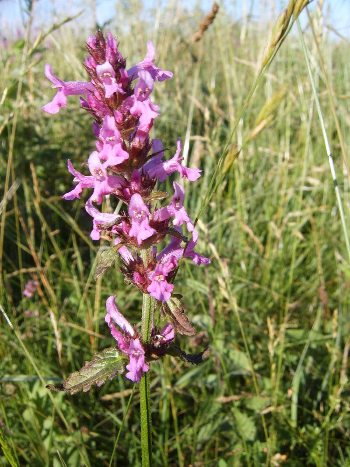 Betonica officinalis (=Stachys officinalis) / Betonica comune